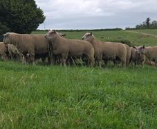 Pedigree registered charollais ram lambs