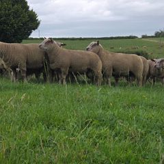 Pedigree registered charollais ram lambs
