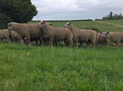 Pedigree registered charollais ram lambs