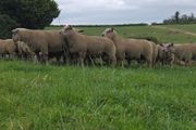 Pedigree registered charollais ram lambs