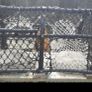 lobster pots for sale Image 2
