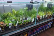 Aquarium plants - basket