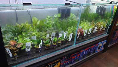 Aquarium plants - basket