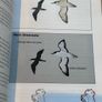 Pocket Guide to the Common Birds of Ireland Image 7