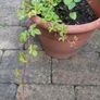 Cissus striata - fast growing evergreen climber Image 8