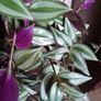 Plant Image 2