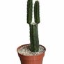 San Pedro Peruvian Torch Cactus Echinopsis peruviana Image 4