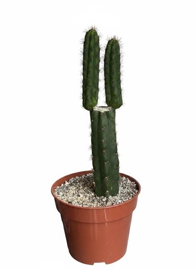 San Pedro Peruvian Torch Cactus Echinopsis peruviana