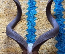 Kudu skull/horn