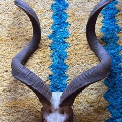 Kudu skull/horn
