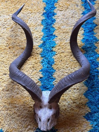 Kudu skull/horn