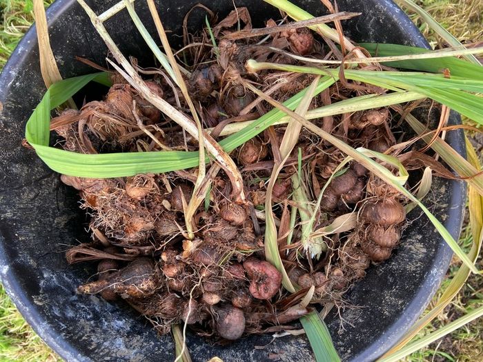 Orange crocosmia bulbs in bundles
