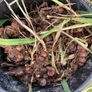 Orange crocosmia bulbs in bundles Image 2