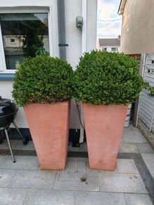 Boxwood Ball shrubs for sale