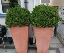 Boxwood Ball shrubs for sale