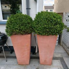 Boxwood Ball shrubs for sale