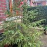 Fir tree Image 6
