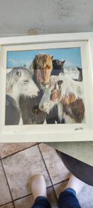 This is a framed photograph titled "Icelandic Horses" featuring Icelandic ponies in a snowy landscape.