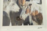 This is a framed photograph titled "Icelandic Horses" featuring Icelandic ponies in a snowy landscape.