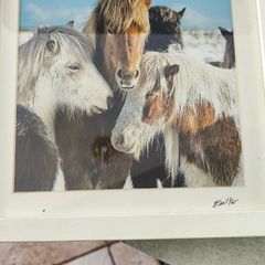 This is a framed photograph titled "Icelandic Horses" featuring Icelandic ponies in a snowy landscape.