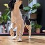 Beswick dog figurine Image 3