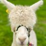 Alpaca Image 2