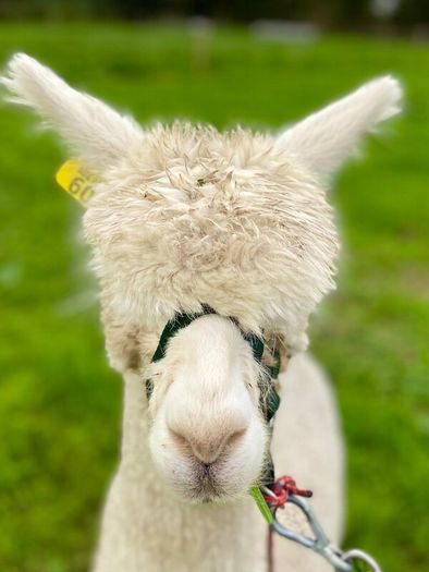 Alpaca