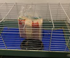 large rabbit cage and bedding