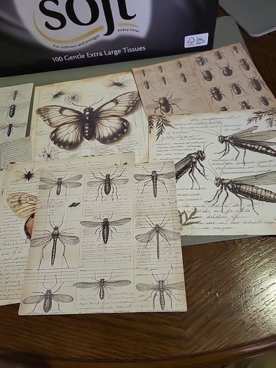 Entemology cards