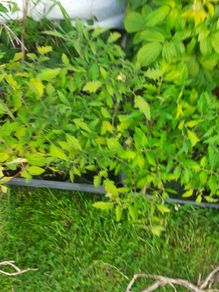 Tomatoe Plants