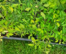 Tomatoe Plants