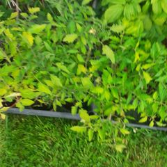 Tomatoe Plants