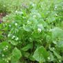 Winter Purslane Irish Seeds Image 4