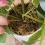 Artificial Monstera Plants in Ceramic Pots x 2 Image 7