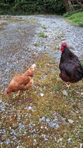 Rhode island red rooster and hen
