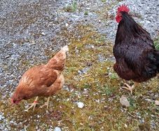 Rhode island red hatching eggs