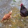 Rhode island red hatching eggs Image 3