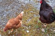 Rhode island red rooster