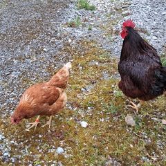 Rhode island red rooster