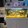 fish tanks Image 3