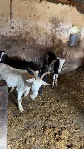 Female goats with kids