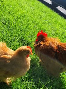 Buff Pekin rosters