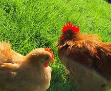 Buff Pekin rosters