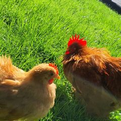Buff Pekin rosters