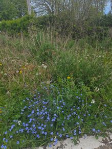 A wild garden