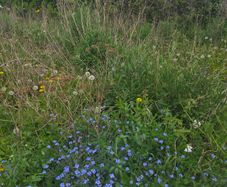 A wild garden