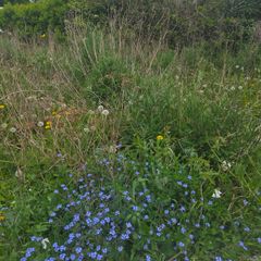 A wild garden