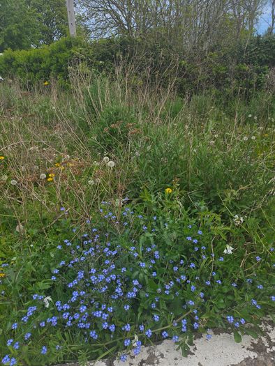 A wild garden