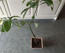 Avocado
