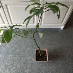 Avocado